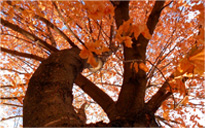 激活网站可靠的安卓短信轰炸机