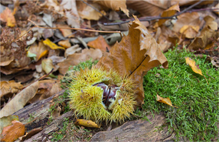 商务办公软件的安卓短信轰炸机